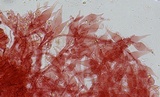 Mycena sanguinolenta image