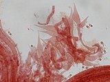 Mycena sanguinolenta image