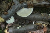 Tyromyces chioneus image