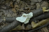 Tyromyces chioneus image