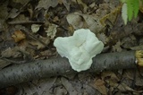 Tyromyces chioneus image
