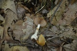 Cortinarius iodes image