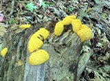 Fuligo septica image