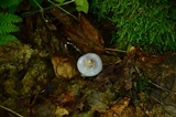 Cortinarius iodes image