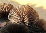 Resupinatus applicatus image