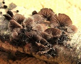 Resupinatus applicatus image