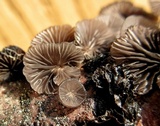 Resupinatus applicatus image