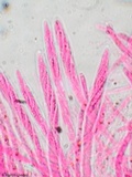 Mitrula elegans image