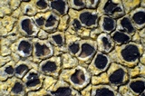 Sarcogyne arenosa image