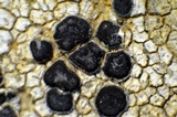 Sarcogyne arenosa image
