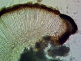 Sarcogyne arenosa image