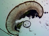 Sarcogyne arenosa image