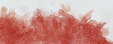 Mycena rubromarginata image