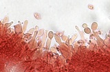 Mycena rubromarginata image