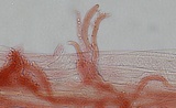 Mycena rubromarginata image