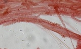 Mycena rubromarginata image