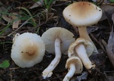 Limacella pitereka image