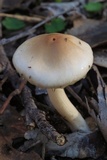Limacella pitereka image