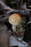 Limacella pitereka image
