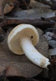Limacella pitereka image