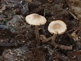 Dermoloma pseudocuneifolium image