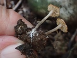 Dermoloma pseudocuneifolium image
