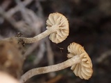 Dermoloma pseudocuneifolium image