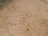 Dermoloma pseudocuneifolium image