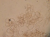 Dermoloma pseudocuneifolium image