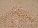 Dermoloma pseudocuneifolium image