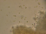 Dermoloma pseudocuneifolium image
