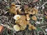 Kuehneromyces marginellus image