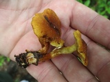 Gymnopilus sapineus image