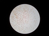 Gymnopilus sapineus image