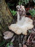 Megacollybia rodmanii image