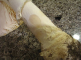 Amanita aprica image