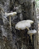 Megacollybia rodmanii image