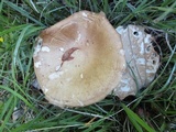 Melanoleuca alboflavida image