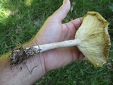 Melanoleuca alboflavida image