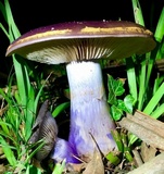 Cortinarius archeri image