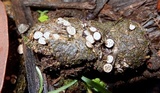 Poronia erici image