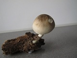 Volvariella caesiotincta image