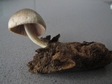 Volvariella caesiotincta image