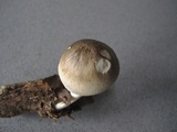 Volvariella caesiotincta image