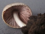 Volvariella caesiotincta image