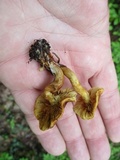 Gymnopilus sapineus image
