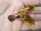Gymnopilus sapineus image