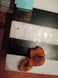 Gymnopilus sapineus image