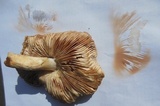 Pluteus petasatus image