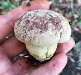 Tylopilus williamsii image